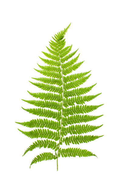 istock Young forest fern leaf on white background 994198228
