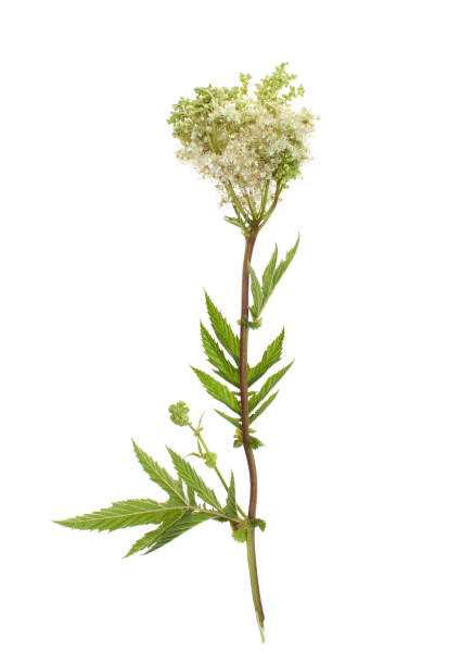 istock Filipendula ulmaria with flowers on a white background 994198318