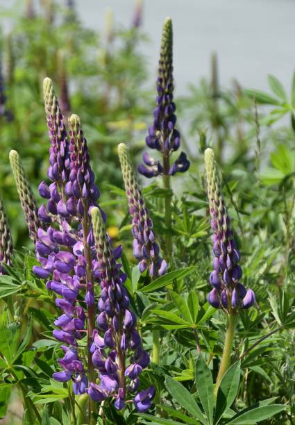 istock purple Lupine flowers 994198662