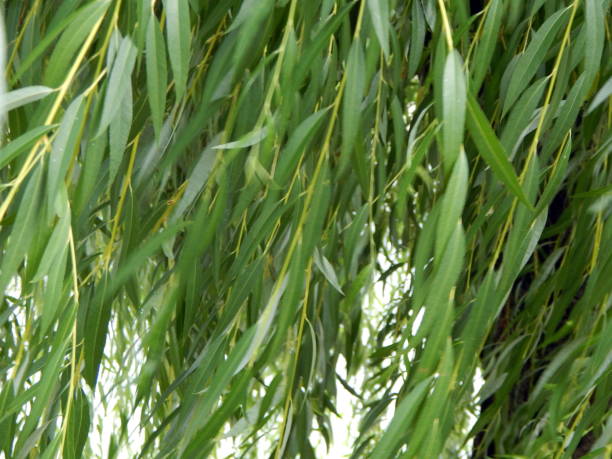 istock Texture of a leaf of a tree close up 994201756