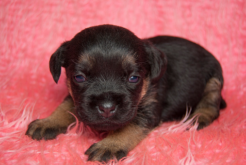 A small, fortnightly border terrier puppy lies on a pink blanket