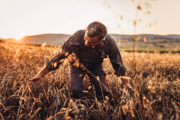 istock Senior farm worker examining wheat crops field 994242528