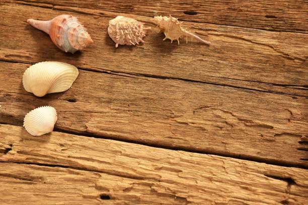 istock seashell decorated on old wood floor 994242712