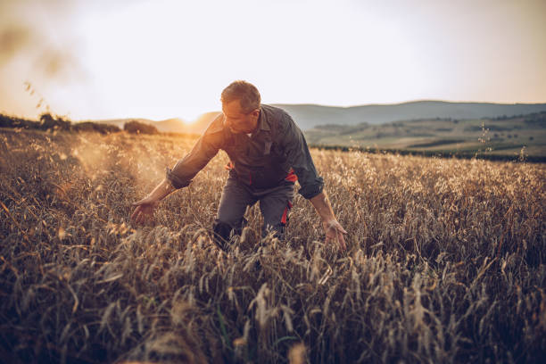 수석 농장 노동자 밀 작물 분야를 검토 - wheat cereal plant agriculture whole wheat 뉴스 사진 이미지