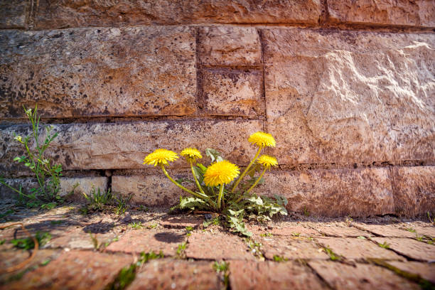 wiosną, mniszek lekarski rośnie przez kamienie - brick yellow road footpath zdjęcia i obrazy z banku zdjęć