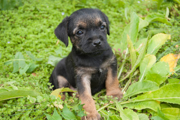 istock A small puppy of the Border Terrier breed 994243364