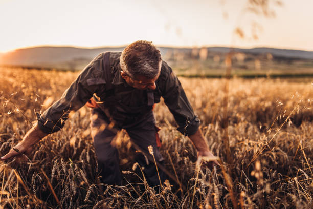 istock Senior farm worker examining wheat crops field 994243650