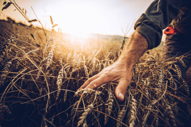 istock Farmer touching golden heads of wheat while walking through field 994246214