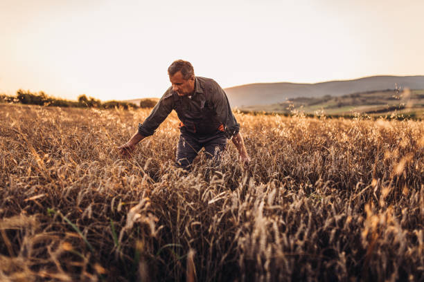 istock Senior farm worker examining wheat crops field 994246712