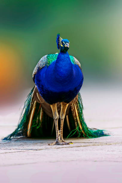 istock Peacock with Beatiful shades color 994247194