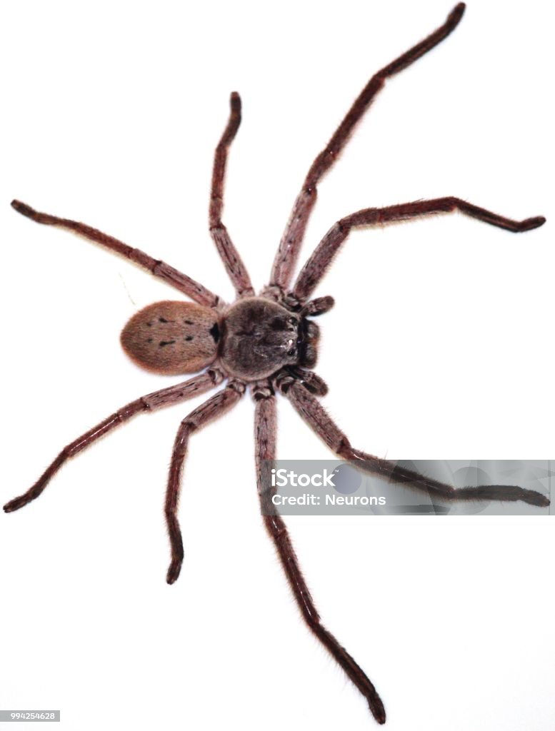 Nhện Huntsman Hình ảnh Sẵn có - Tải xuống Hình ảnh Ngay bây giờ ...