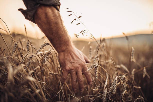 istock Farmer touching golden heads of wheat while walking through field 994254942