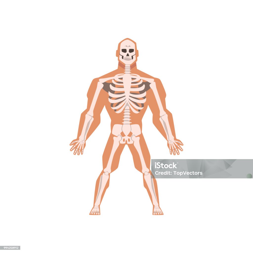 Hệ Thống Xương Sinh Học Của Con Người Giải Phẫu Vector Cơ Thể Con ...