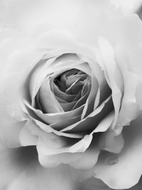 istock a single large white pale rose in full frame close up 994259692
