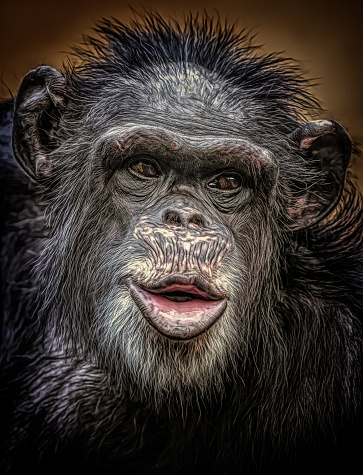 Portrait of a  chimpanzee with a funny hairstyle.