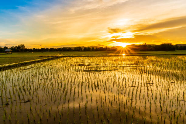 istock Beautiful view of rice paddy field during sunset 994264034