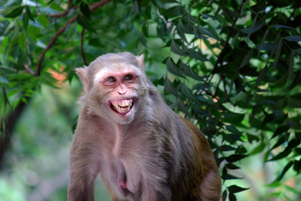 el macaco rhesus - mono primate fotografías e imágenes de stock