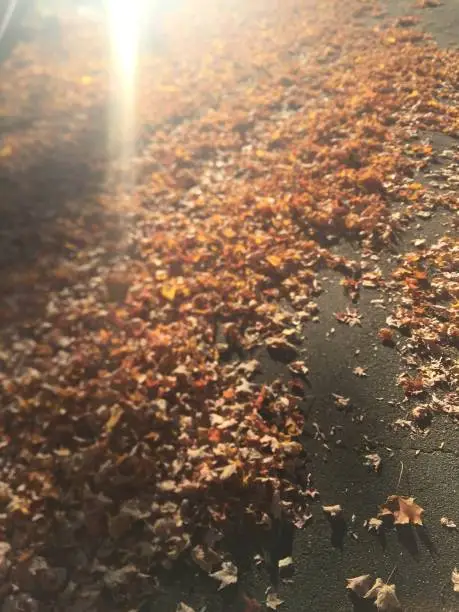 Fallen leaves with sun rays in fall.