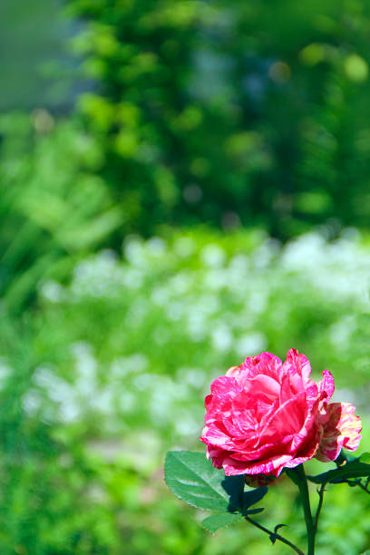 istock Red rose in garden on blurry green background. Copy space 994273598