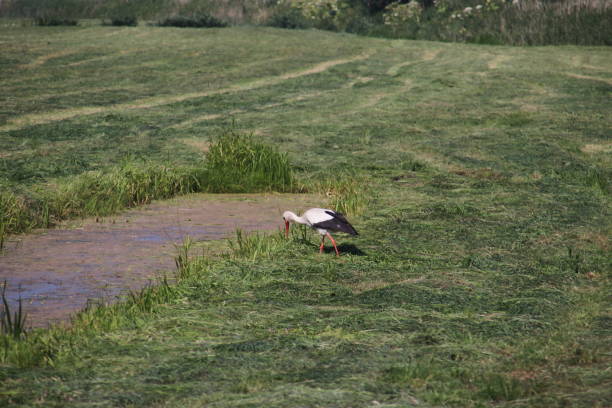 istock Storks on a meadow in Moordrecht, The Netherlands 994274034