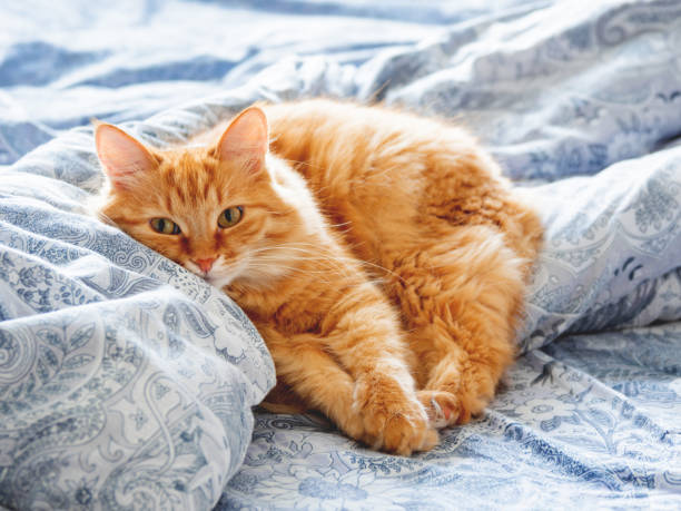 istock Cute ginger cat lying in bed. Fluffy pet looks curiously. Cozy home background. 994277524