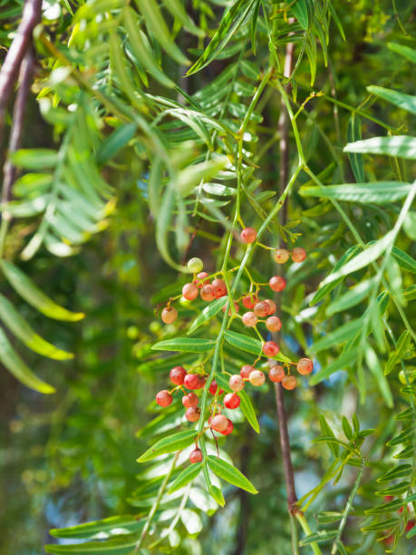 istock Pink peppercorn (baie rose, pink berry). Schinus molle or Peruvian peppertree. 994278268
