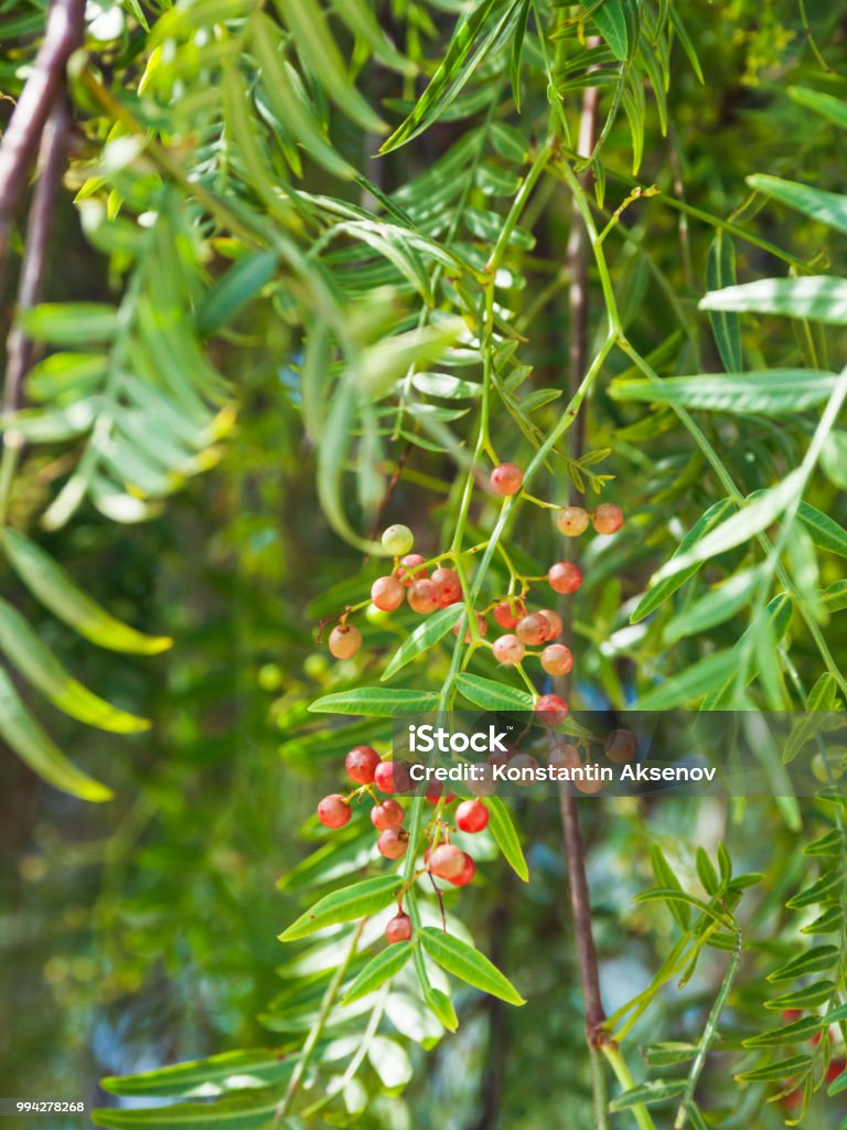 Pink peppercorn (baie rose, pink berry). Schinus molle or Peruvian peppertree. Pink Peppercorn Stock Photo