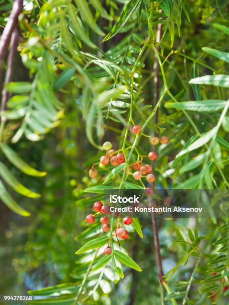 Pink Peppercorn Schinus Molle Or Peruvian Peppertree Stock Photo - Download Image Now