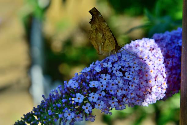 istock Buddleja / Butterfly Bush and Butterfly 994278348