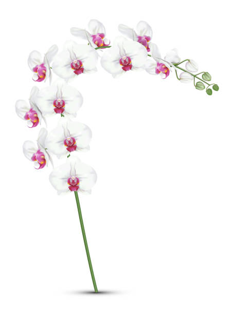 weiße orchideen zweig - orchid red flower head white background stock-grafiken, -clipart, -cartoons und -symbole