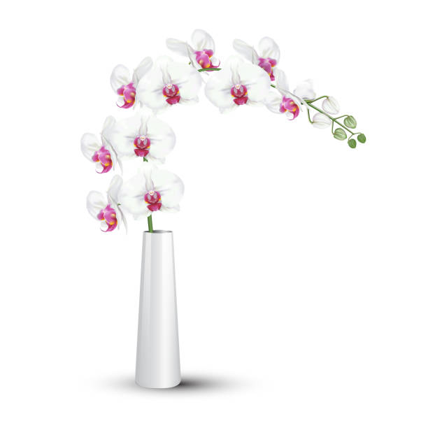 weiße orchideen-zweig in keramikvase - orchid red flower head white background stock-grafiken, -clipart, -cartoons und -symbole