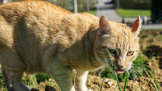 red cat looking into camera with tongue out