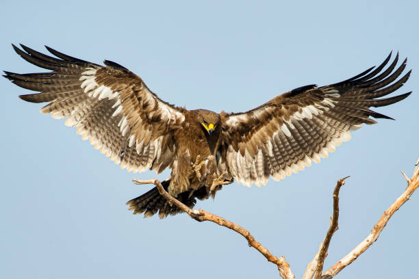 Steppe Eagle Steppe Eagle steppe eagle aquila nipalensis stock pictures, royalty-free photos & images