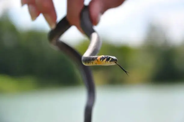 Water snake, Grass snake, Natrix natrix, ringed snake, Wormtongue, reservoir, little snake