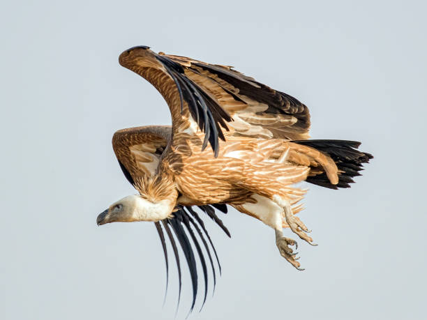 Eurasian Griffon Vulture Eurasian Griffon Vulture eurasian griffon vulture photos stock pictures, royalty-free photos & images
