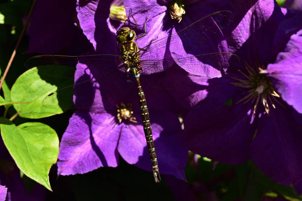 Darner Dragonfly on Jackmanii Clematis in Southern Ontario, Canada