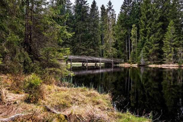 istock wood bridge over a lake between trees 994285240