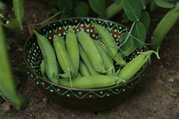 istock Freshly picked pea pods in bowl in the vegetable bed. 994285250