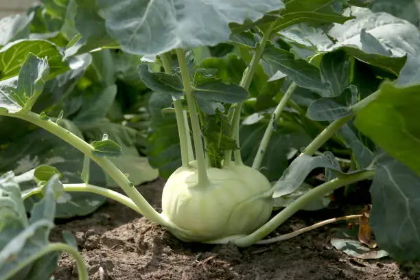 Kohlrabi or turnip cabbage in vegetable bed.