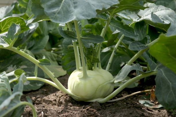 kohlrabi cabbage growing in garden. - kohlrabi imagens e fotografias de stock