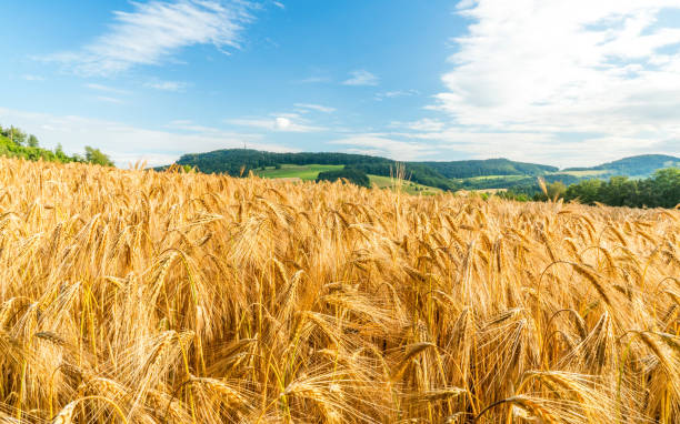 istock windy wheat field on a summer day, landscape 994285398