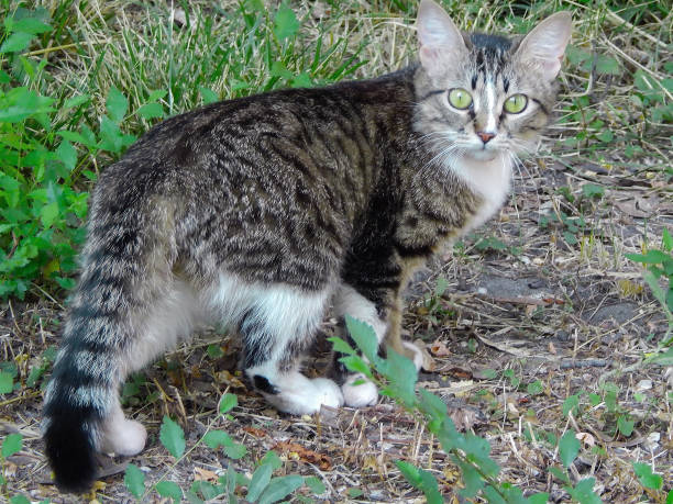 istock cat looking out into the distance on a green lawn in summer 994288024