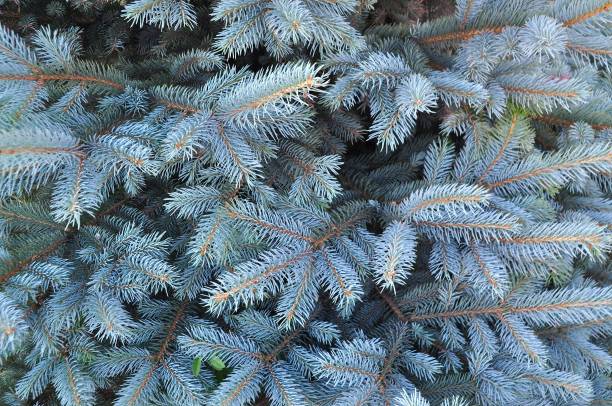 blue spruce blue spruce, conifer, needle, tree, Wallpaper, forest picea pungens stock pictures, royalty-free photos & images