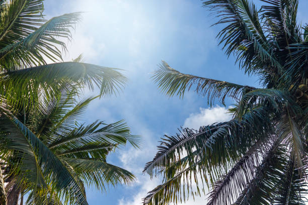 istock Palm tree with coconuts against the blue sky on a sandy beach in the Philippines, El Nido 994288574