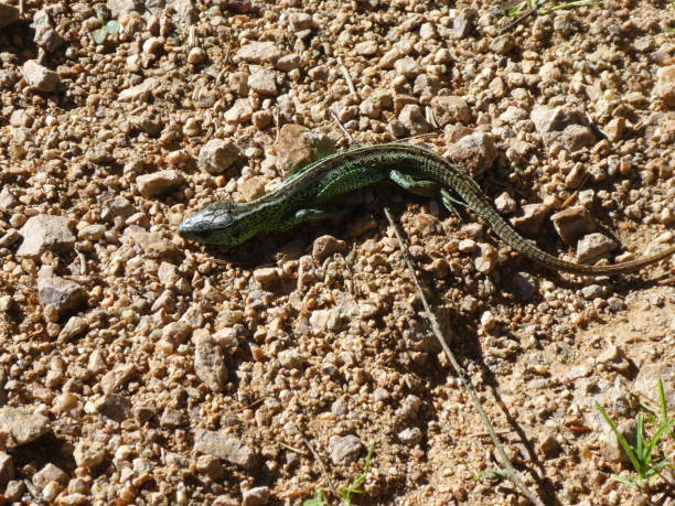 istock lizard in the sand of the forest 994291664