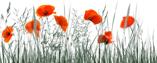 istock red poppies in monochrome meadow 994291948