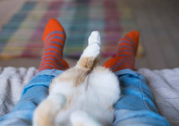 relaxed cute cat lying on the human's legs.