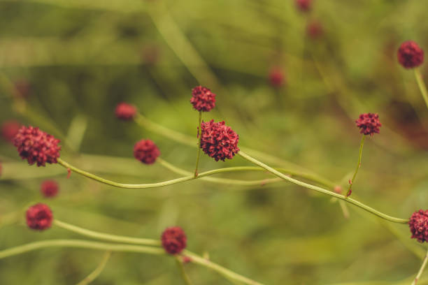istock Medicinal and herbal plants and natural medicine 994294228