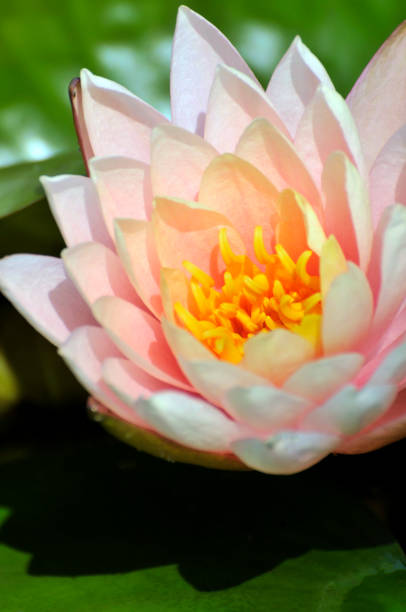 istock Blossom waterlily flowers 994294738