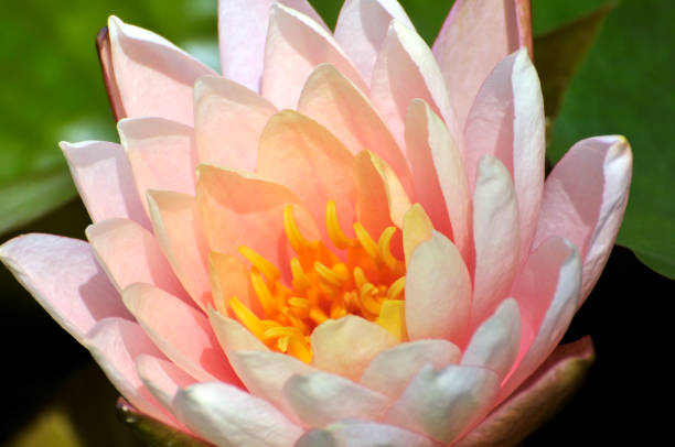 istock Blossom waterlily flowers 994294762